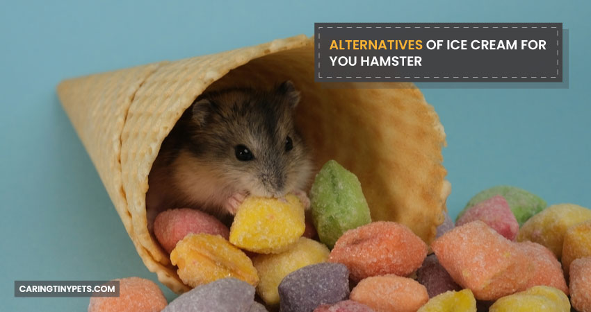 Alternatives Of Ice Cream For You Hamster