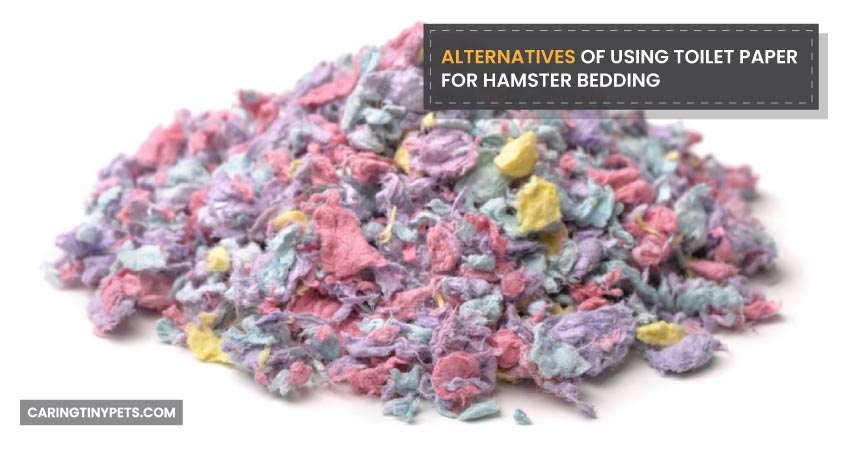 Alternatives Of Using Toilet Paper For Hamster Bedding