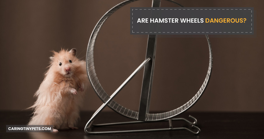 Are Hamster Wheels Dangerous