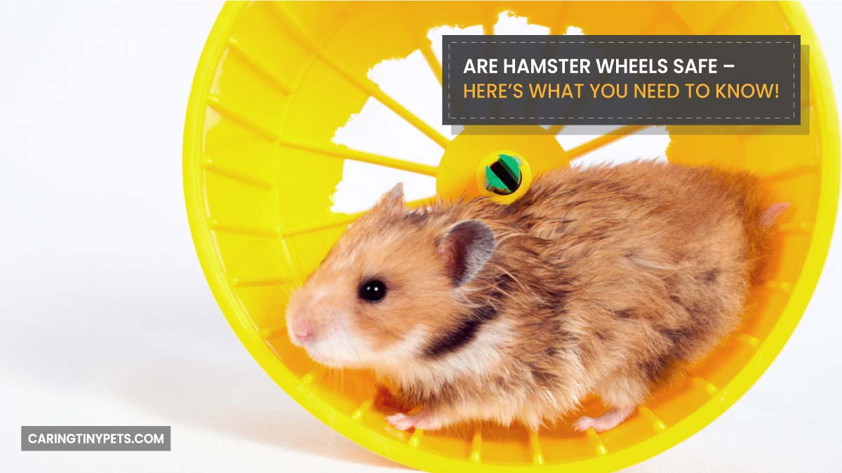 Are Hamster Wheels Safe Heres What You Need to Know