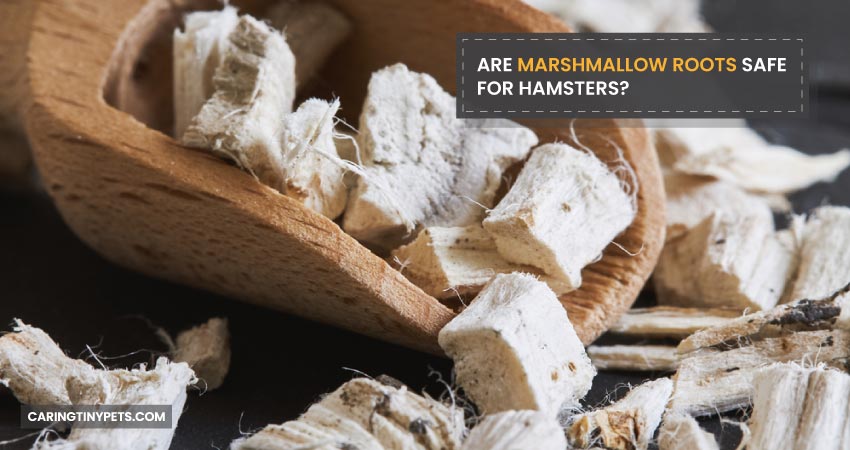 Are Marshmallow Roots safe for Hamsters