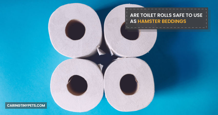 Are Toilet Rolls Safe To Use As Hamster Beddings