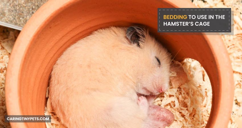 Bedding To Use In The Hamsters Cage