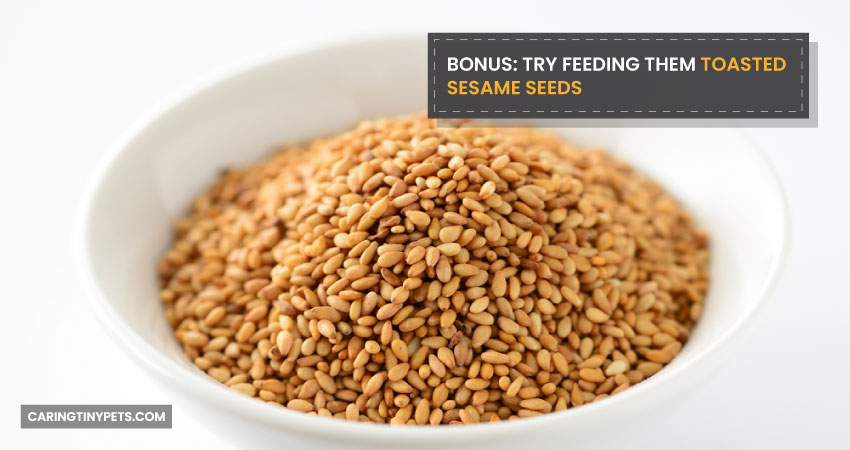 Bonus Try feeding them toasted sesame seeds