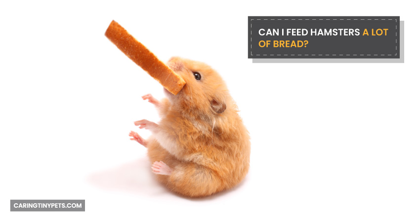 Can A Hamster Eat Bread Every Day