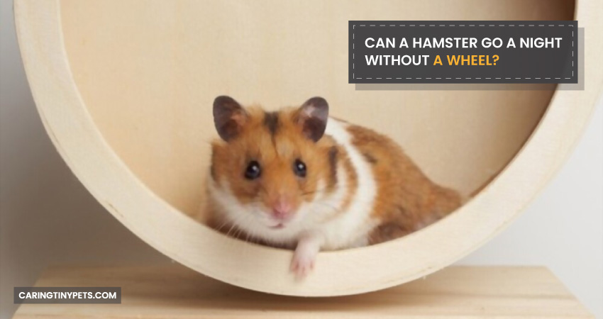Can A Hamster Go A Night Without A Wheel