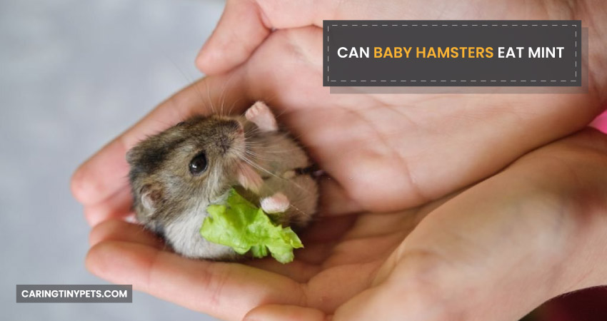 Can Baby Hamsters Eat Mint