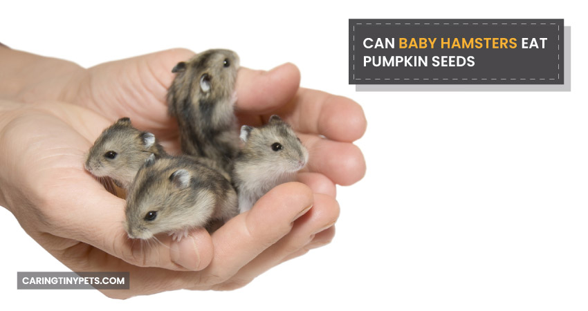 Can Baby Hamsters Eat Pumpkin Seeds