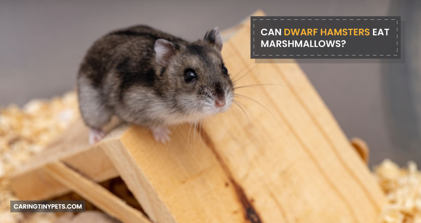 Can Dwarf Hamsters Eat Marshmallows