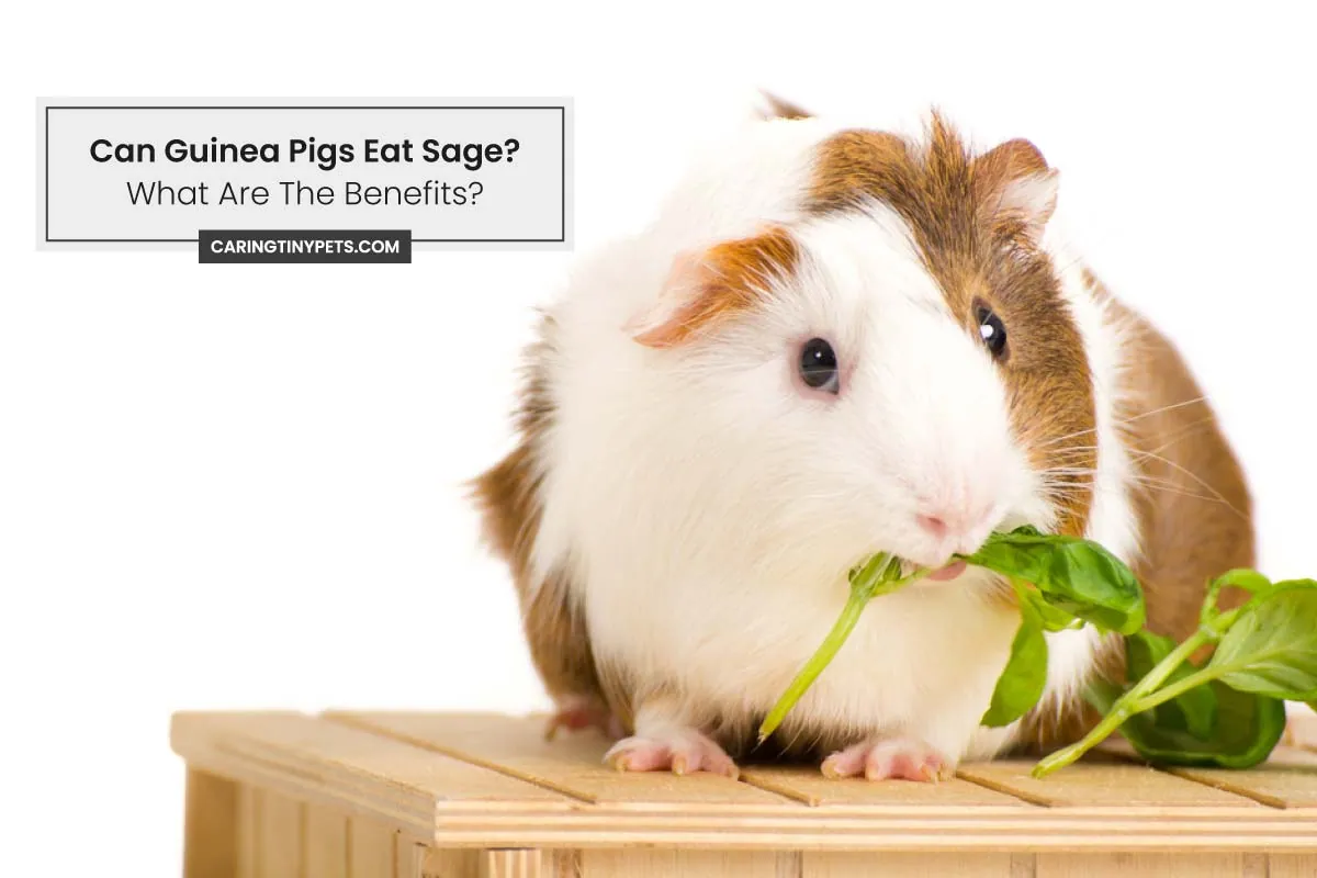 Can Guinea Pigs Eat Sage