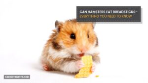 Can Hamsters Eat Breadsticks–Everything You Need to Know