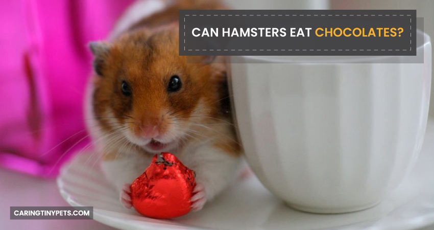 Can Hamsters Eat Chocolates