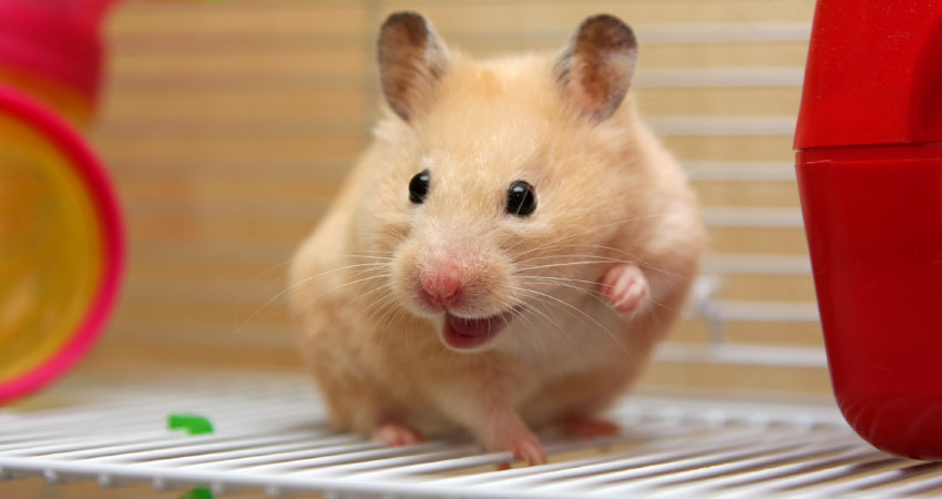 Can Hamsters Eat Cinnamon