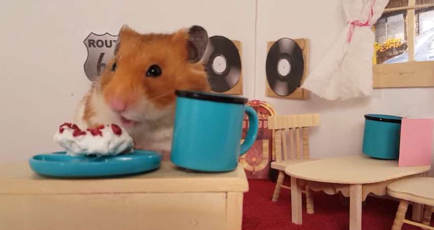 Can Hamsters Eat Donuts