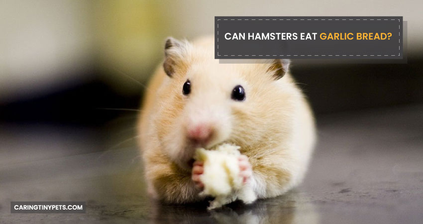 Can Hamsters Eat Garlic Bread