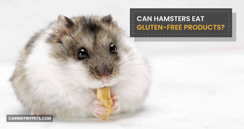 Can Hamsters Eat Gluten