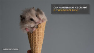 Can Hamsters Eat Ice Cream? Is It Healthy For Them?