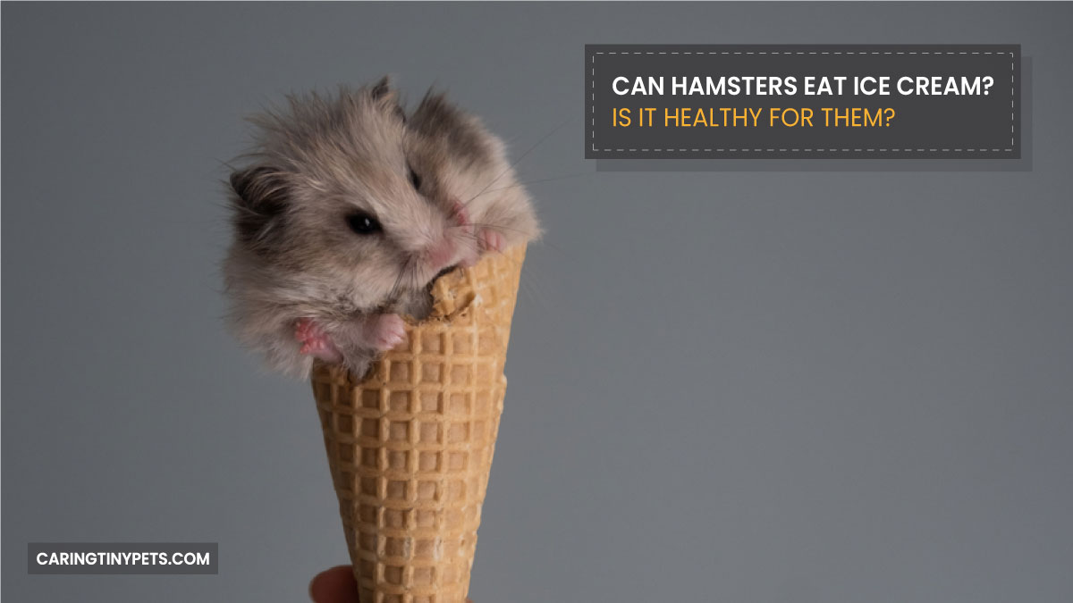 Can Hamsters Eat Ice Cream Is It Healthy For Them
