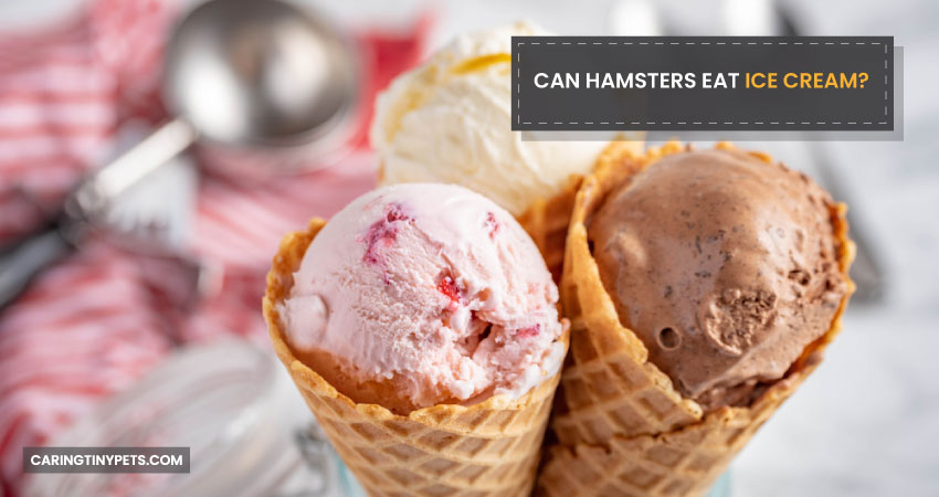 Can Hamsters Eat Ice Cream