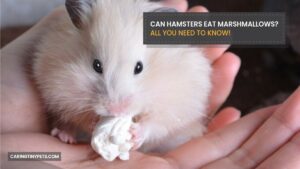 Can Hamsters Eat Marshmallows?-All You Need To Know!