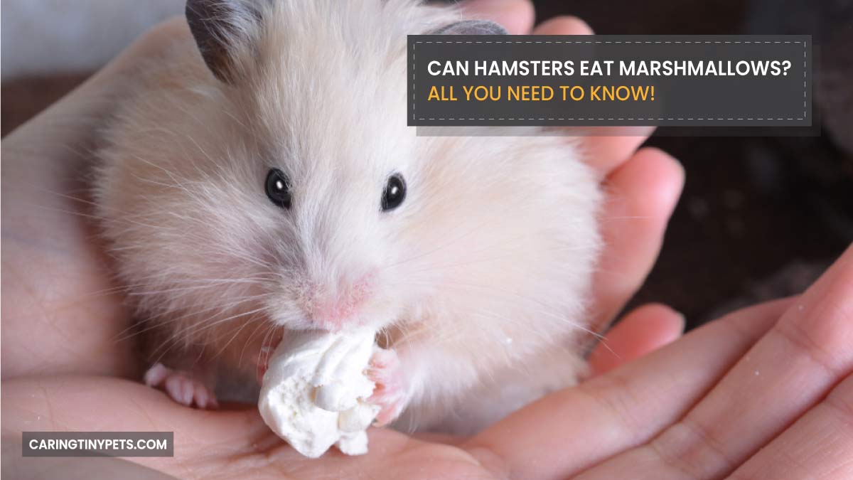 Can Hamsters Eat Marshmallows All You Need To Know