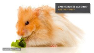 Can Hamsters Eat Mint? Are they Safe?