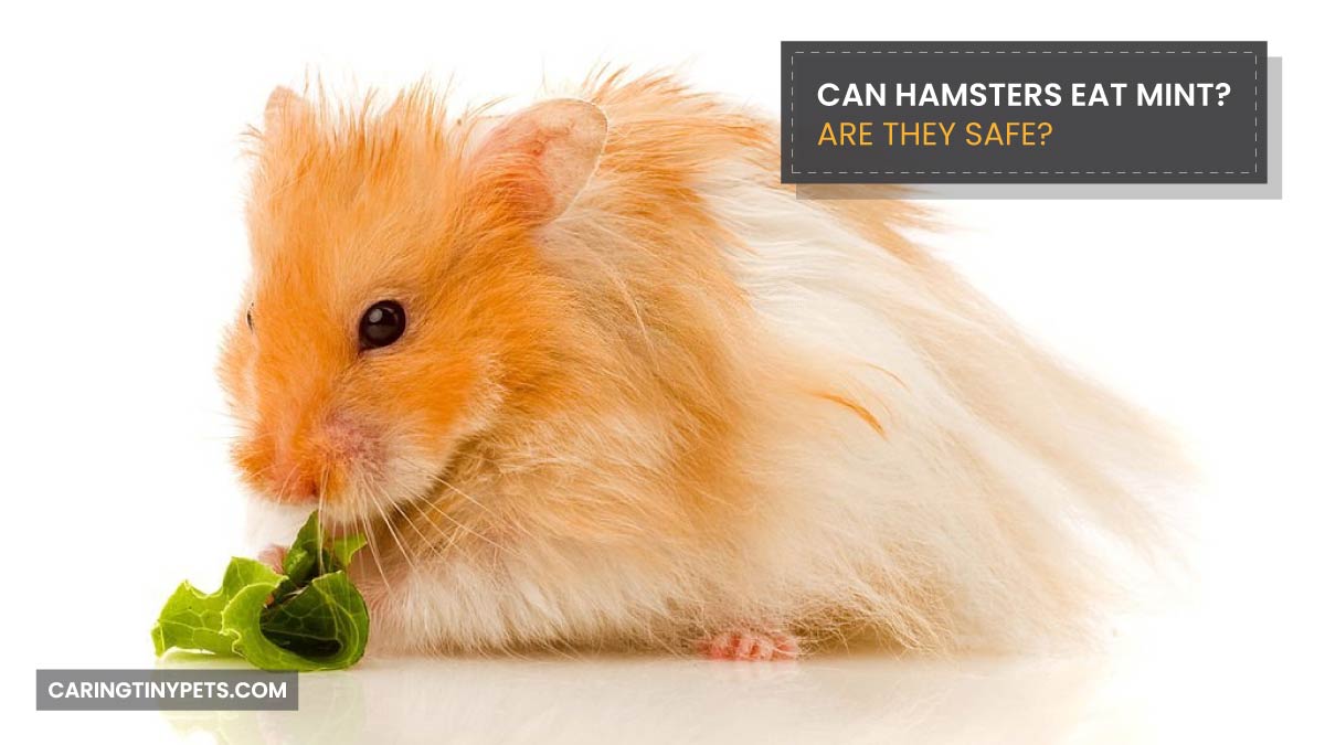 Can Hamsters Eat Mint Are they Safe