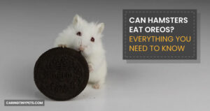 Can Hamsters Eat Oreos? Everything You Need To Know
