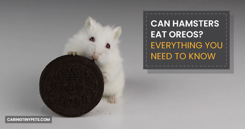 Can Hamsters Eat Oreos Everything You Need To Know