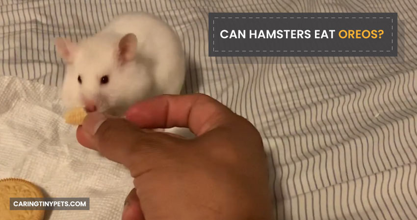 Can Hamsters Eat Oreos