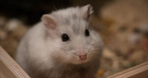 Can Hamsters Eat Pistachios – Any Risks For Hamsters Eating Pistachios?