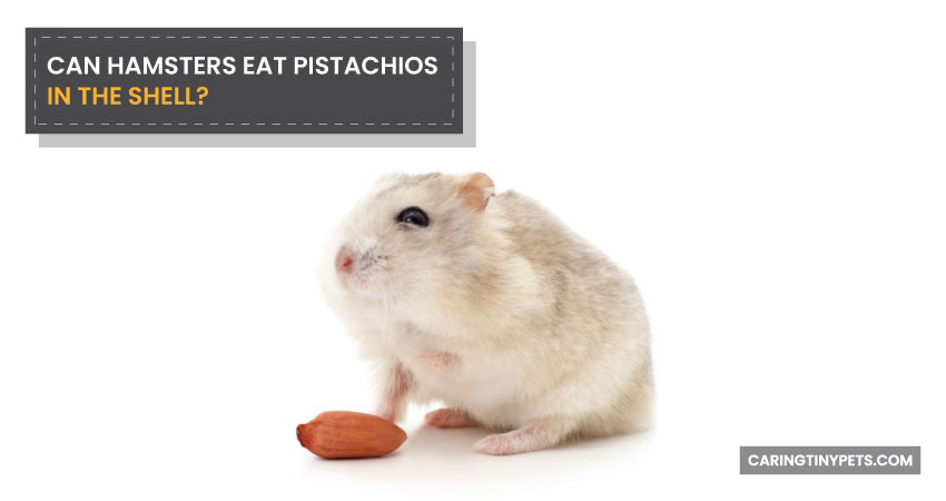 Can Hamsters Eat Pistachios In The Shell
