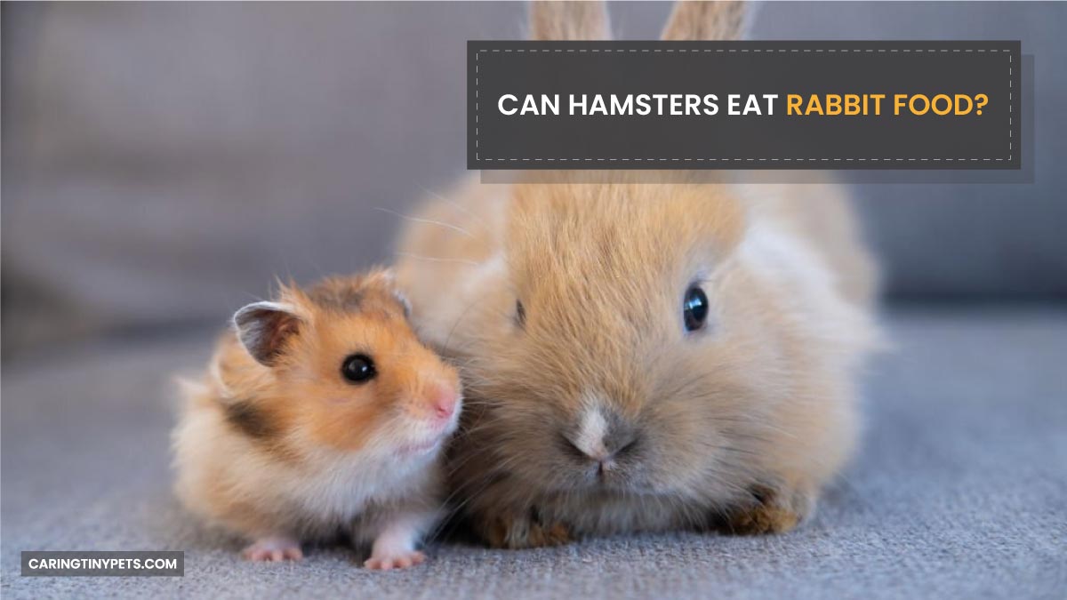 Can Hamsters Eat Rabbit Food