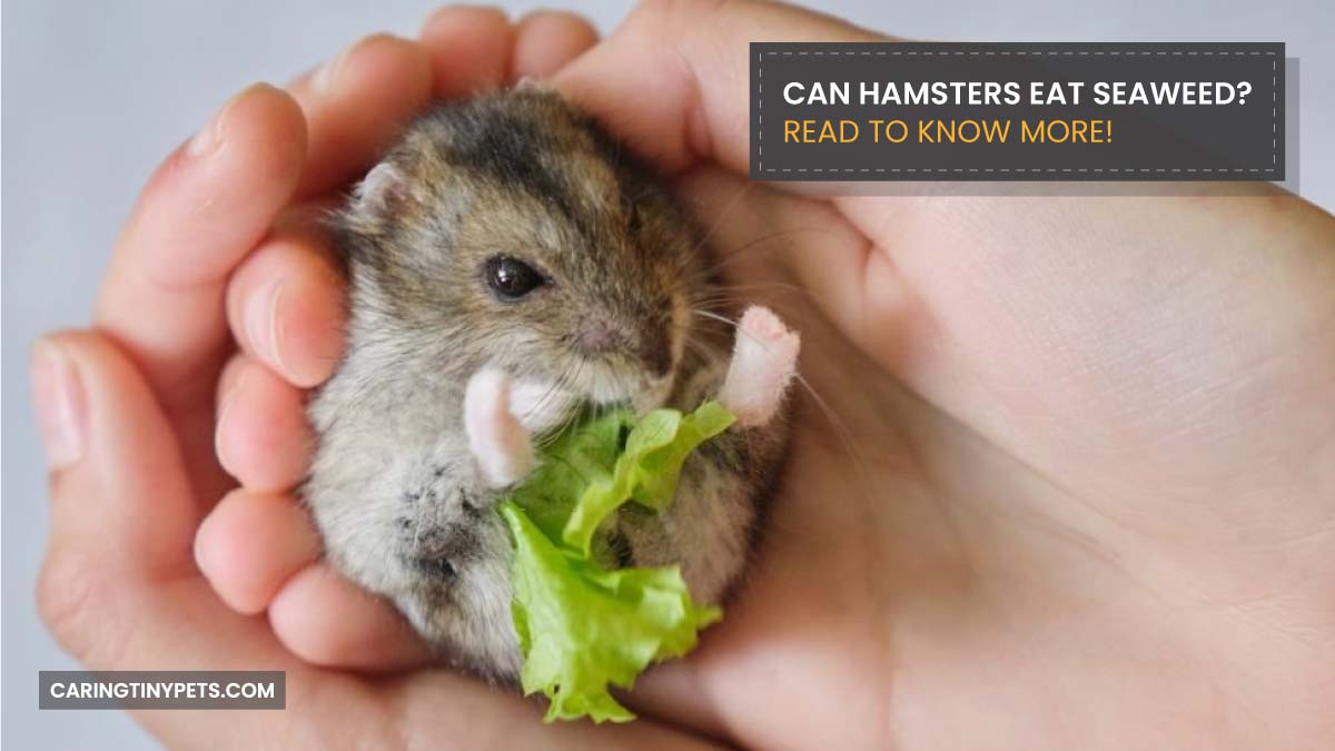 Can Hamsters Eat Seaweed Read to Know More