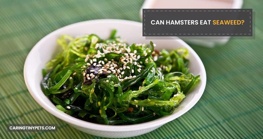 Can Hamsters Eat Seaweed