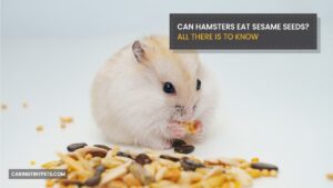 Can Hamsters Eat Sesame Seeds? All There Is To Know