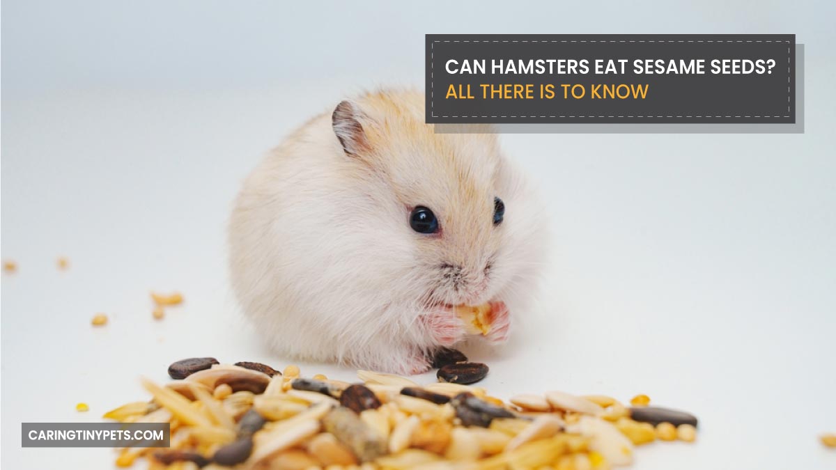 Can Hamsters Eat Sesame Seeds All There Is To Know