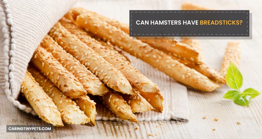 Can Hamsters Have Breadsticks