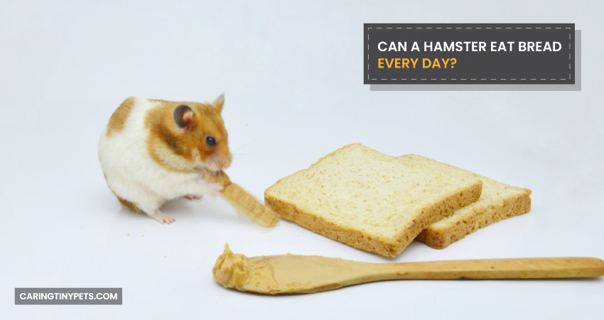 Can I feed hamsters a lot of bread