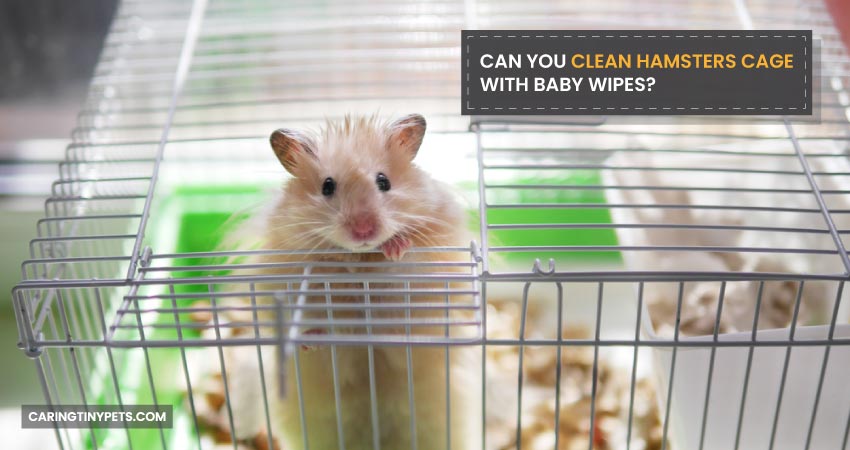 Can You Clean Hamsters Cage with Baby Wipes