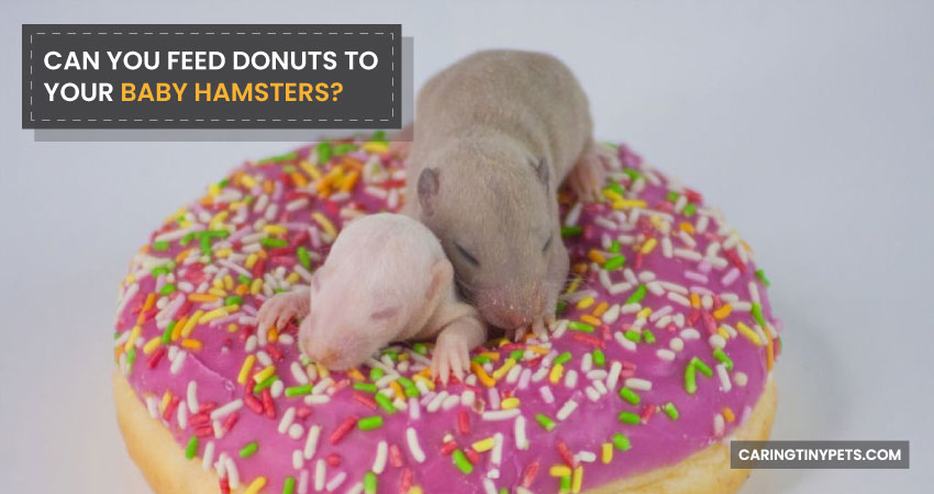 Can You Feed Donuts To Your Baby Hamsters