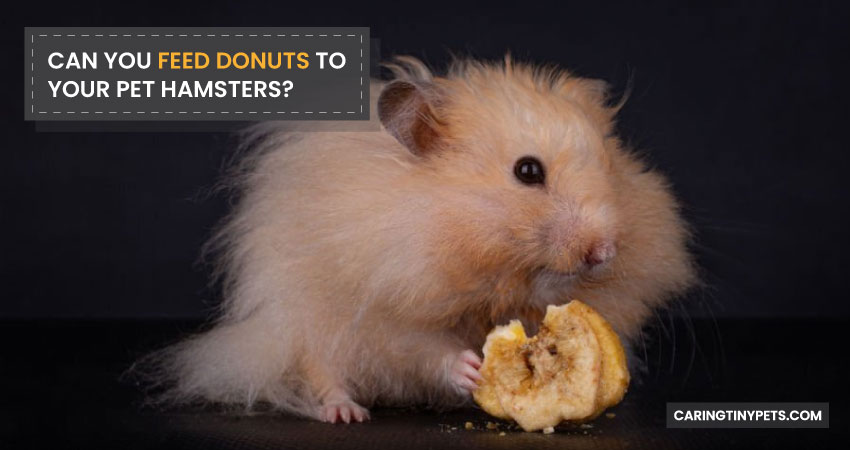 Can You Feed Donuts To Your Pet Hamsters