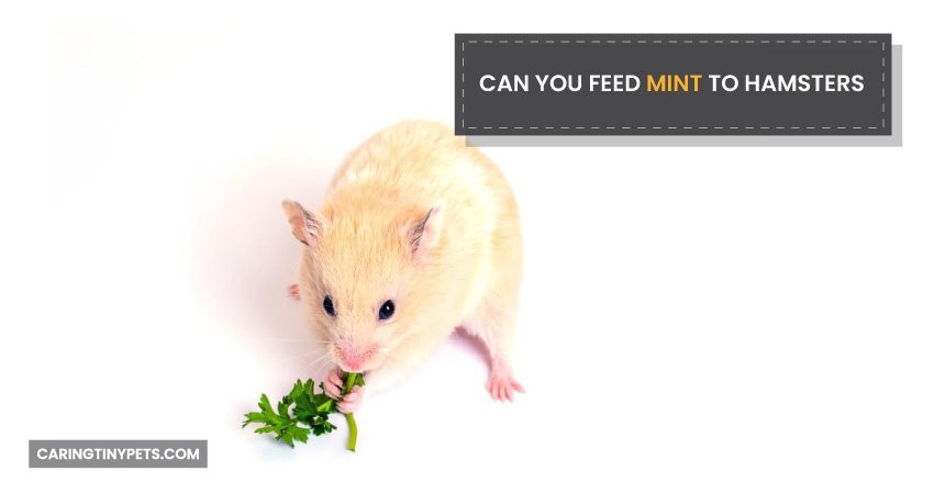 Can You Feed Mint to Hamsters