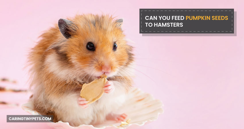 Can You Feed Pumpkin Seeds to Hamsters