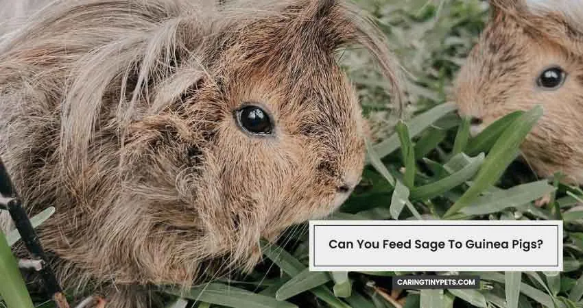 Can You Feed Sage To Guinea Pigs
