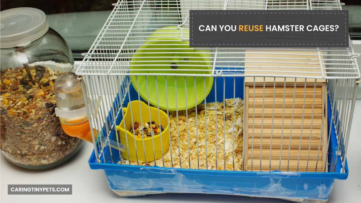 Can You Reuse Hamster Cages