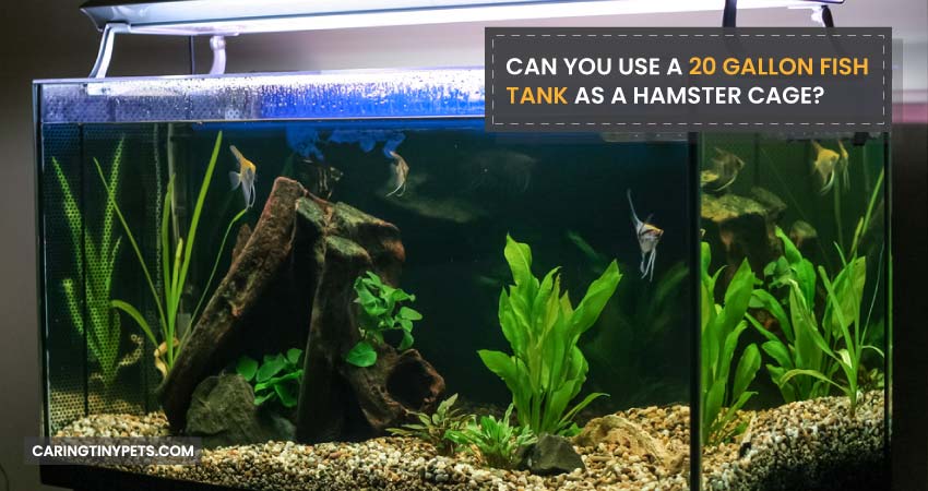 Can You Use A 20 Gallon Fish Tank As A Hamster Cage