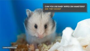 Can You Use Baby Wipes on Hamsters? Are They Good?