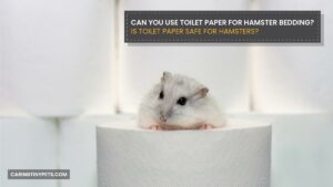 Can You Use Toilet Paper for Hamster Bedding?-Is Toilet Paper Safe for Hamsters?