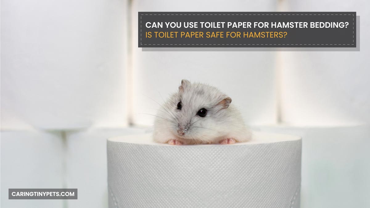 Can You Use Toilet Paper for Hamster Bedding?-Is Toilet Paper Safe for